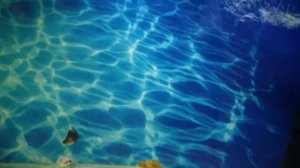 Тёмный налет на стеклах, грунте и декорациях аквариума. Неправильный свет. Выход есть.