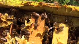 Пчеловодство. Шестирамочники в работе.