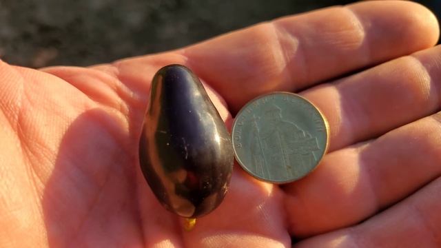 Огляд г.ф винограду які дозріли на моїй ділянці на 28.07.23 🍇🤠 смотреть онлайн