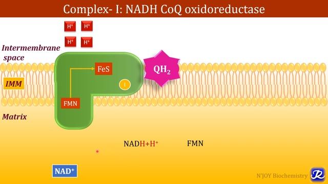 2: Electron Transport Chain | Biological Oxidation | Biochemistry | N'JOY Biochemistry