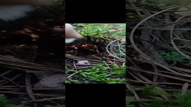 На рассвете беленький грибы 2024 смотреть онлайн