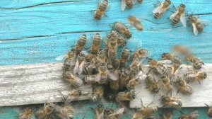 Когда и где должен находиться леток в улье