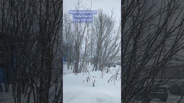 Russia #nord #2024 Утро белой весны #жизнь Северян #ямал #заполярье #лабытнанги #апрель #север смотреть онлайн