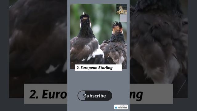 "Five Challenging Birds: A Closer Look at Nature's More Difficult Avian Species"@wildmummypet25 смотреть онлайн