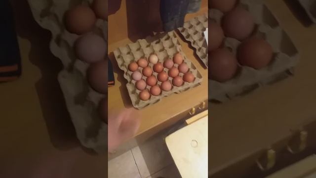 ломан браун жумырткасы. инкубатор Балапан смотреть онлайн