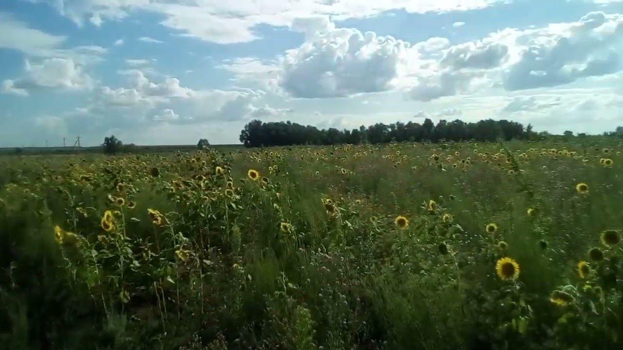 25 июля 2024 г.