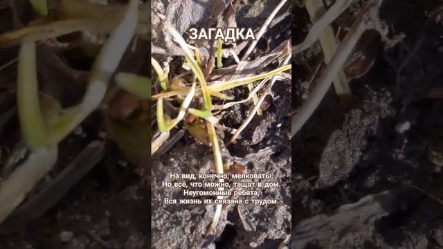 Загадка смотреть онлайн