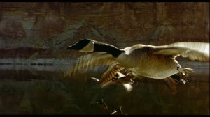 Птицы в полёте: удивительные способности и разнообразие видов