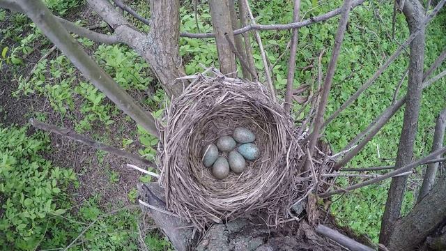 Рябинник 160416 5 на иве 160502 GP сидит на яйцах 8 смотреть онлайн