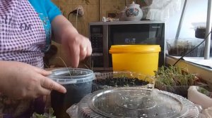 Подкармливаю свою рассаду крахмалом .