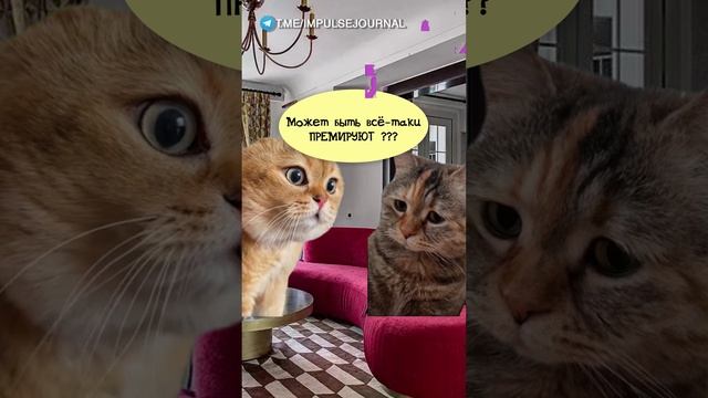 Трудоголики #мыкотики #вмем #разговор #анекдот #шутки #кот #юмор #смешное #прикольно #мемы #cat смотреть онлайн