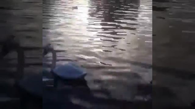 Лебеди на Нижнем озере в Калининграде. смотреть онлайн
