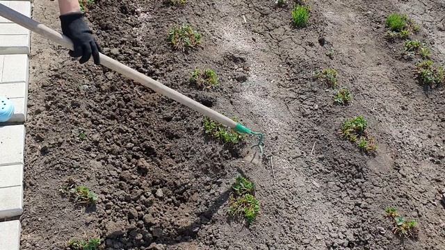 Что делать с клубникой весной: Первая и очень важная подкормка клубники весной! смотреть онлайн