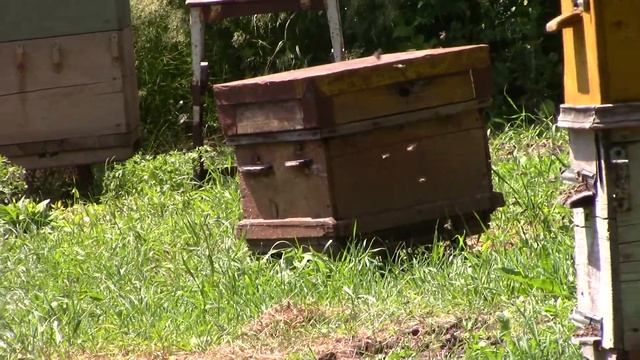 Соловьиные  трели