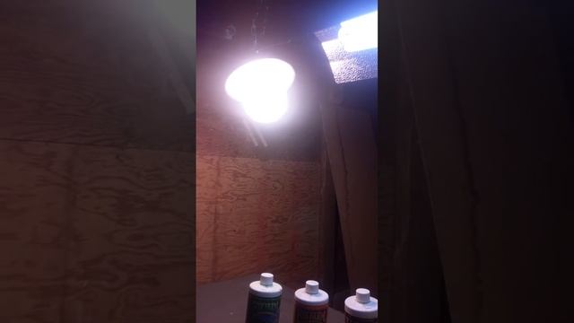 CFL GROW 125watt 6500k and 68watt Large 68 Watt cfls. смотреть онлайн