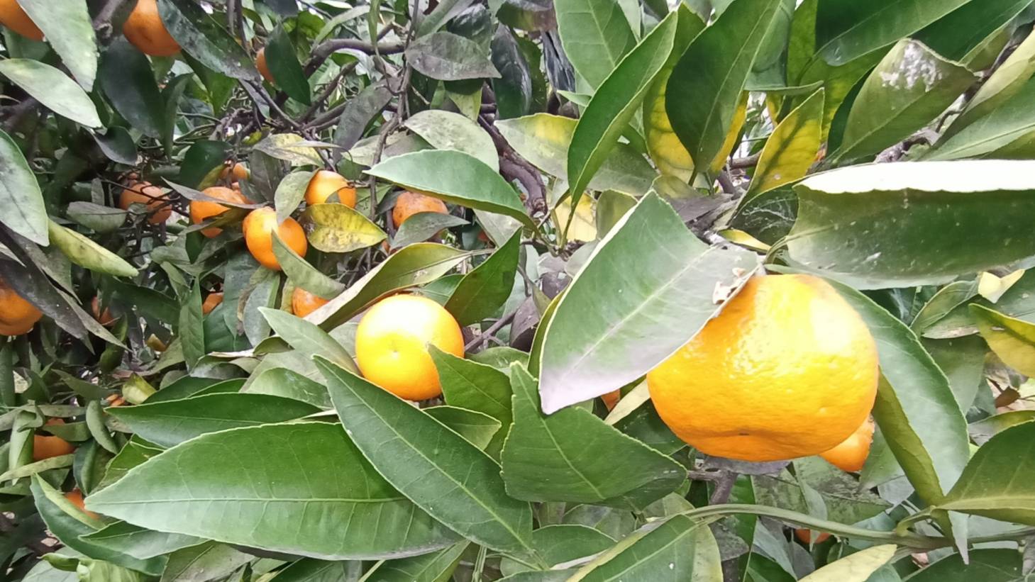 Сад в Сочи в декабре смотреть онлайн