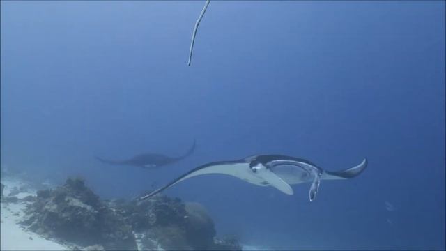 manta party смотреть онлайн