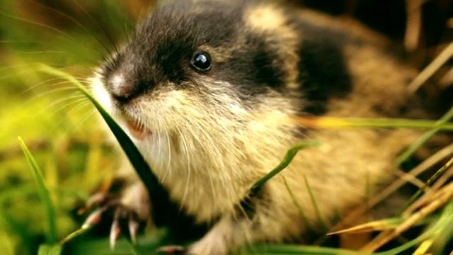 Лемминг - интересные факты смотреть онлайн