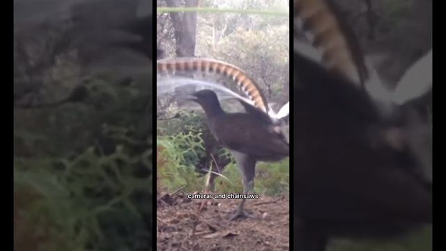 Lyrebird Mimi baby crying 🫣 (watch until the end ) #animalfacts #animals смотреть онлайн