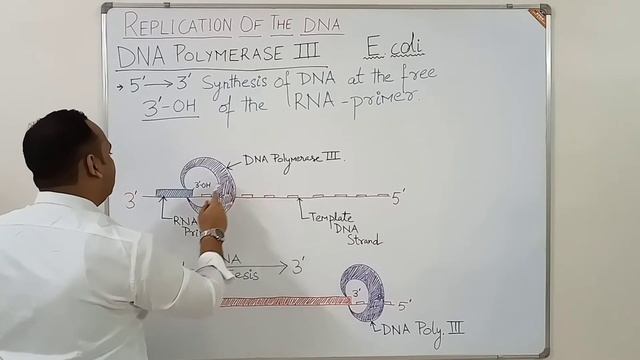 Replication of the DNA #dnareplication #OriginOfReplication #Kornberg #ecoli смотреть онлайн