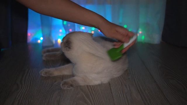 ASMR With Cat/Purring, Smacking, Fur Grooming, Games With A Cat