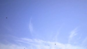 Бойные голуби КАЗАХСТАНА.Лучших на заметку.
