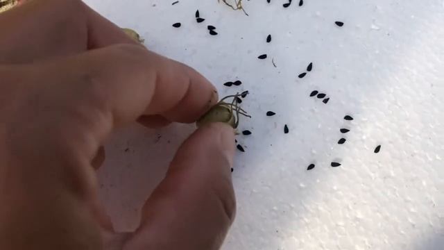 GROW CUMIN | It’s EASY смотреть онлайн