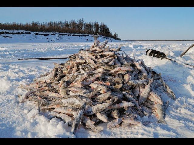 Зимняя рыбалка на сети в Сибири в жуткий мороз!!!! смотреть онлайн