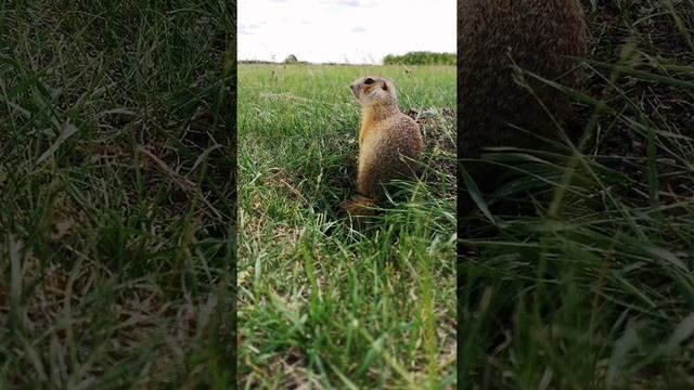 Суслик около своей норы. A Young Ground Squirrel Near His Burrow. Ein Gopher In Der Nähe Des Baues.