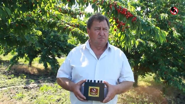 Jak wystraszyć szpaki z wiśniowego sadu рrzy pomocy оdstraszasz ptaków "Korszun" смотреть онлайн