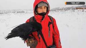 Ворон Гоша на свободе