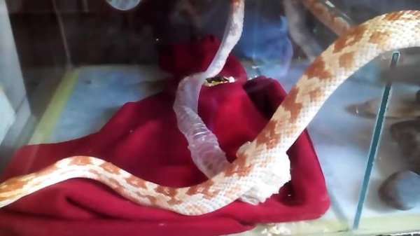 Мои животные