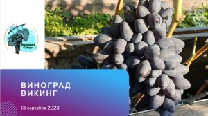 #Виноград #Викинг
