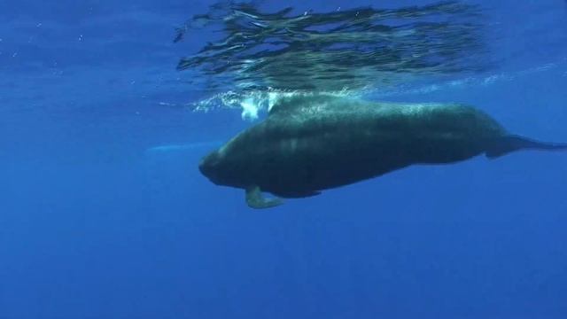 Pilot Whales - May 25, 2012 смотреть онлайн