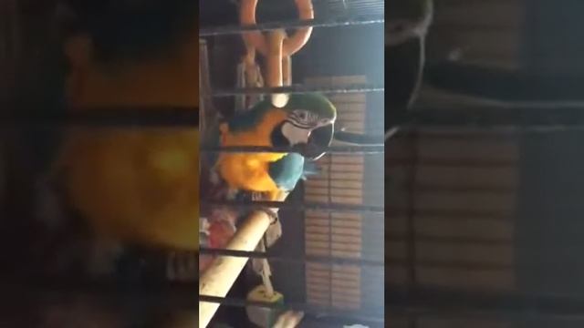 Попугай Ара Капитан Флинт сплясал смотреть онлайн