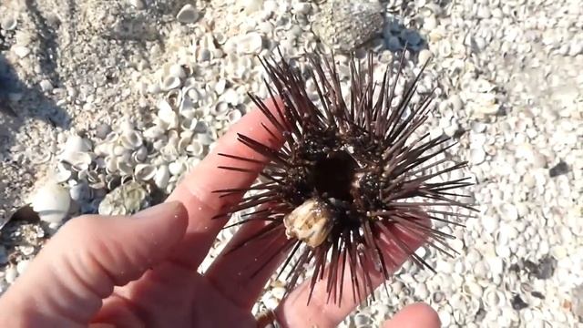 Sanibel Sea Urchins смотреть онлайн