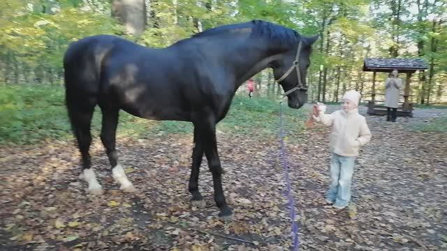 Гуляем в парке с конём. 2024.10.12._16.31.15 смотреть онлайн
