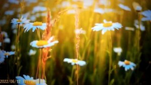 Оля УралоЧка , Сафар и ЮляСтар и Лариса - кто они ?