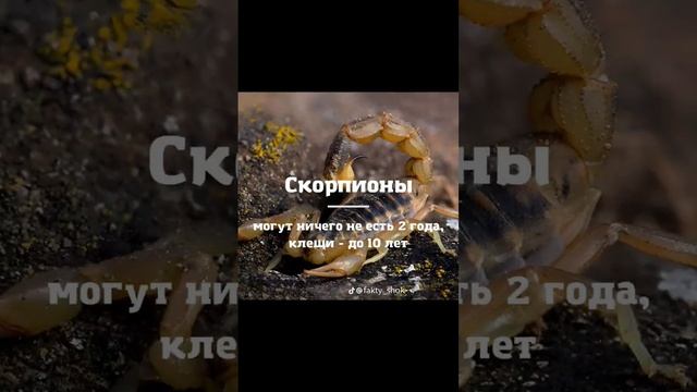 ЭТО САМЫЕ ЖИВУЧИЕ СУЩЕСТВА В МИРЕ смотреть онлайн
