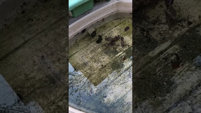 Водомерки в песочнице .ч1 смотреть онлайн