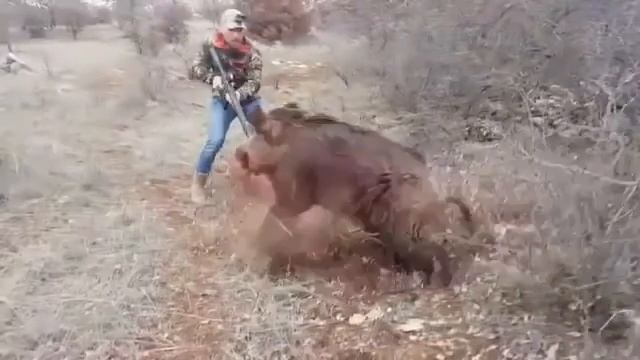 Охота на кабана всегда опасна смотреть онлайн