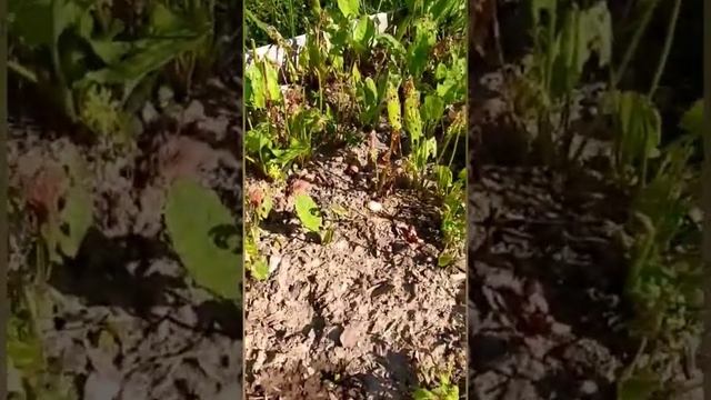 Что с моим щавелем? Что делать? смотреть онлайн