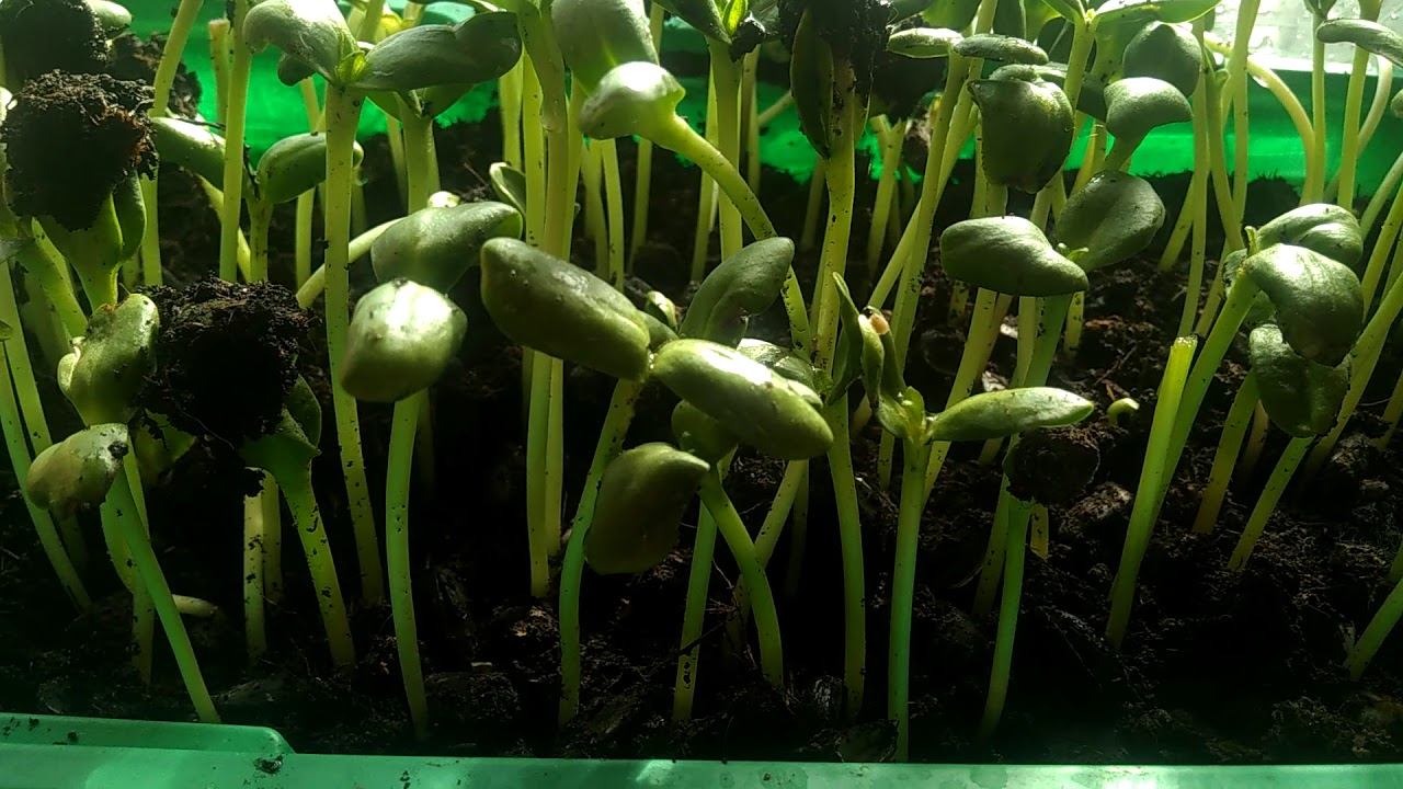 витамины, жизни элексир 03-14-2020, 14:11: 23 ростки подсолнечника смотреть онлайн
