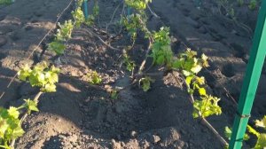 Виноград . Как расположить шпалеры...