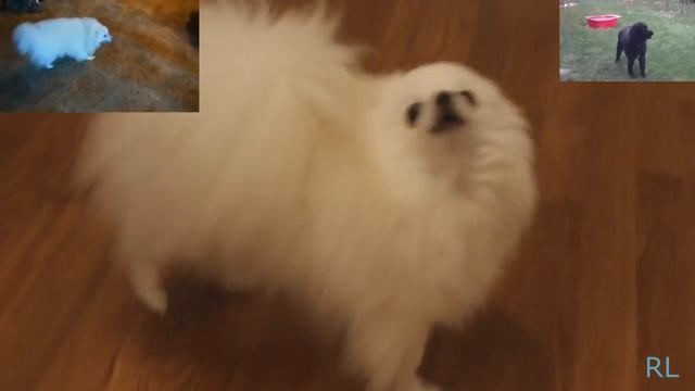 Doggo nation army - the white stripes смотреть онлайн