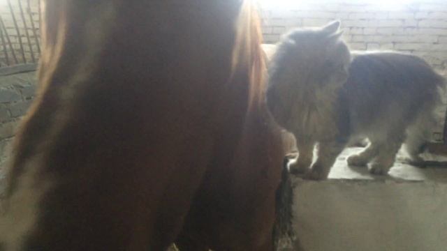 Цейс и его кошка