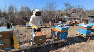 Весенняя ревизия пасеки! Сокращение пчелосемей ранней весной! #беларусь #осиповичи #пчеловодство