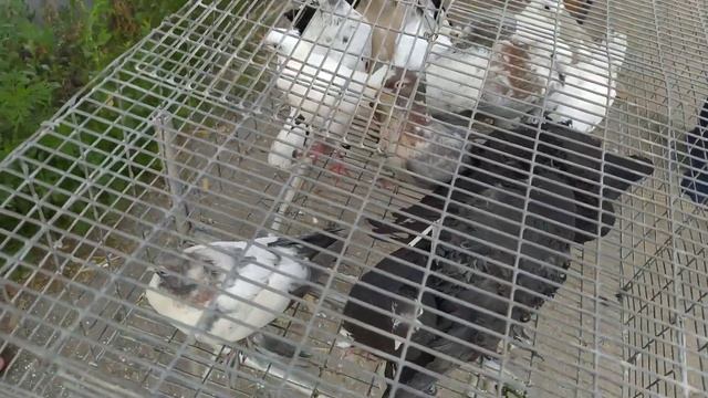 Рынок Соловки (Голуби) 27.06.21г