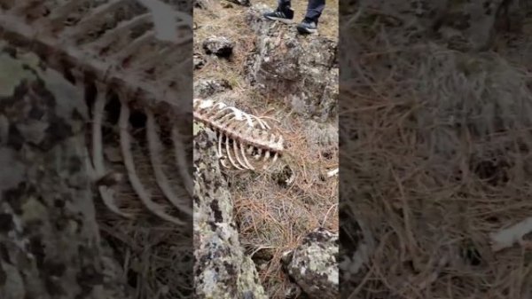 Natalya gorbunov# spokane21#нашли скелет Оленя#