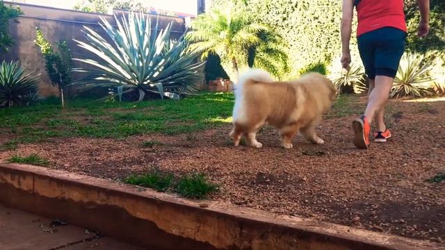 Baby Journey - Ayran Hong Dreamland Don’t Stop Believin’ смотреть онлайн